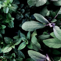 Close-up of green and purple sage leaves