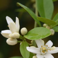 Close-up of orange blossoms with green leaves on a dark background
